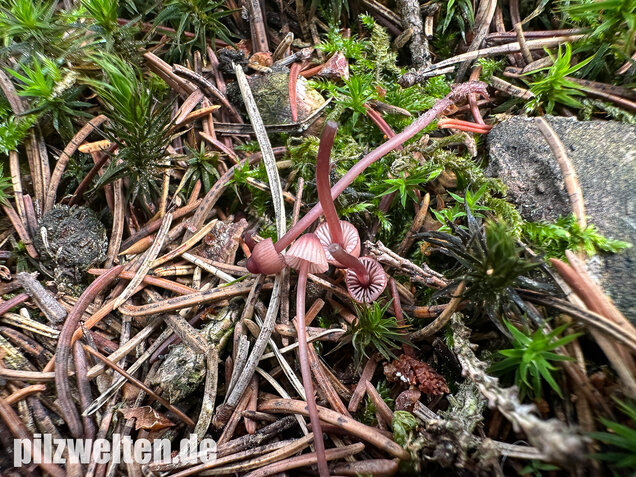 Purpurschneidiger Bluthelmling, Kleiner Bluthelmling, Mycena sanguinolenta