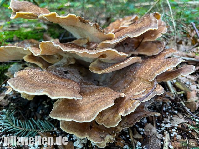 Riesenporling, Meripilus giganteus