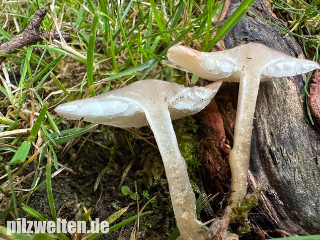 Rosenroter Schönkopf, Rugosomyces persicolor