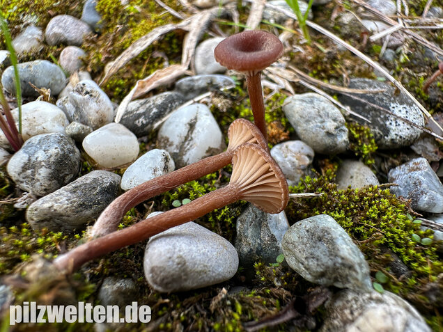 Becherförmiger Nabeling, Omphalina pyxidata