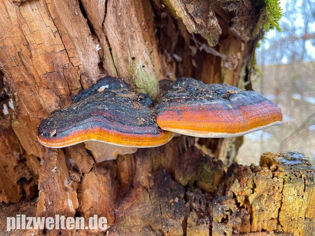 Rotrandiger Baumschwamm, Fomitopsis pinicola