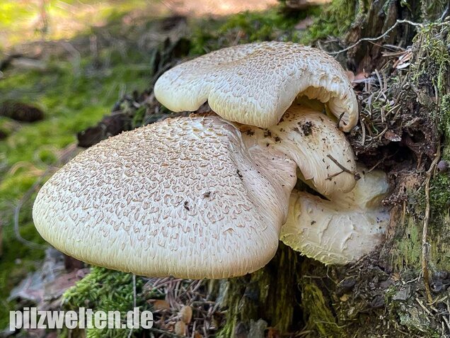 Schuppiger Sägeblättling, Neolentinus lepideus
