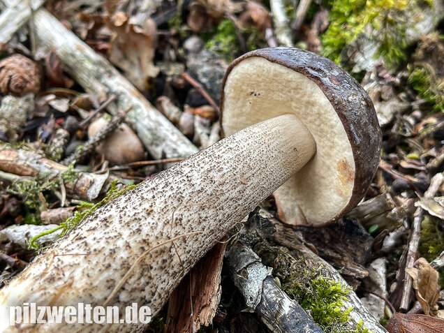 Schwarzhütiger Birkenpilz, Leccinum melaneum