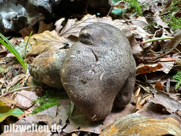 Schwarzweißer Rußporling, Boletopsis leucomelaena