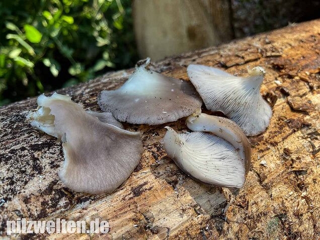 Sommer-Austernseitling, Pleurotus ostreatus forma florida