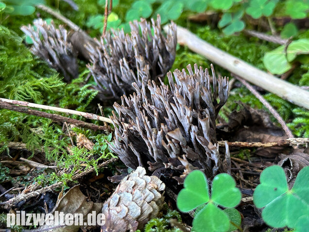 Stinkender Warzenpilz, Stinkende Lederkoralle, Thelephora palmata