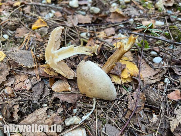 Tonblasser Fälbling, Hebeloma crustuliniforme