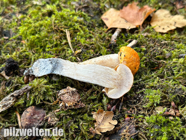 Weißstielige Rotkappe, Espenrotkappe, Leccinum leucopodium