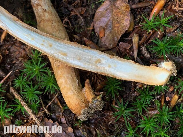 Wurzelnder Marzipanfälbling, Hebeloma radicosum