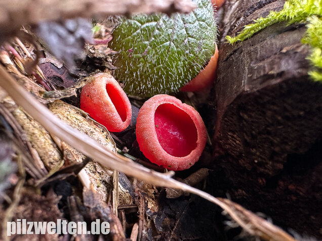 Scharlachroter Kelchbecherling, Österreichischer Prachtbecherling, Sarcoscypha austriaca & coccinea
