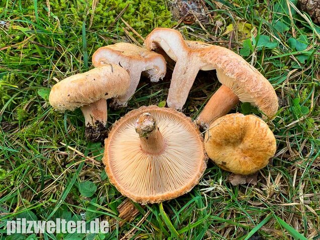 Zottiger Birkenmilchling, Lactarius torminosus