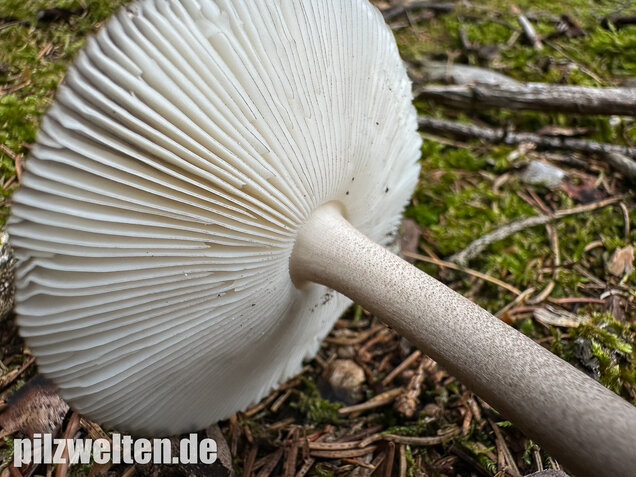Zweifarbiger Scheidenstreifling, Unterteilter Streifling, Amanita battarrae