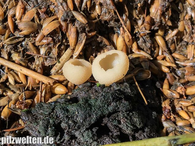 Blasiger Becherling, Peziza vesiculosa