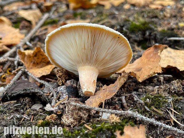 Blasser Birkenmilchling, Lactarius pubescens