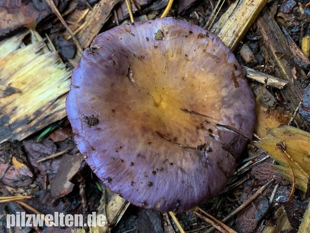 Blauer Schleimfuß, Cortinarius salor