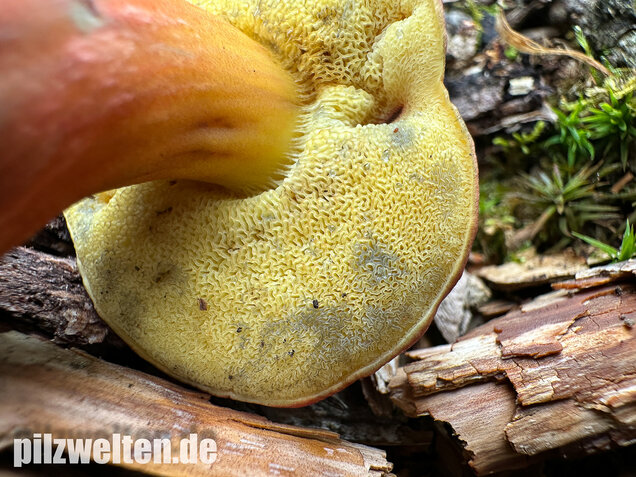Blutroter Filzröhrling, Blutroter Gartenfilzröhrling, Hortiboletus rubellus