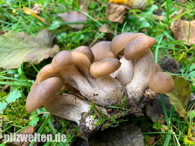 Büscheliger Rasling, Lyophyllum decastes
