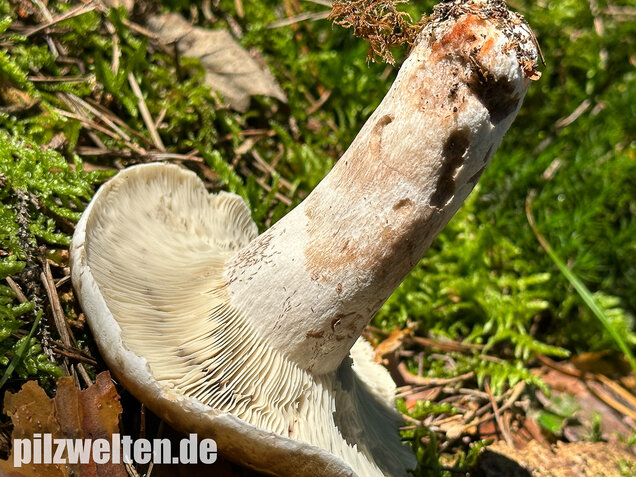 Dichtblättriger Schwärztäubling, Russula densifolia