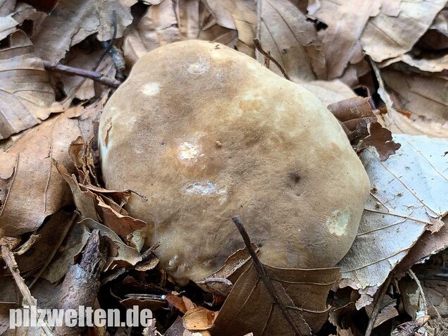 Flügelsporiger Milchling, Lactarius pterosporus