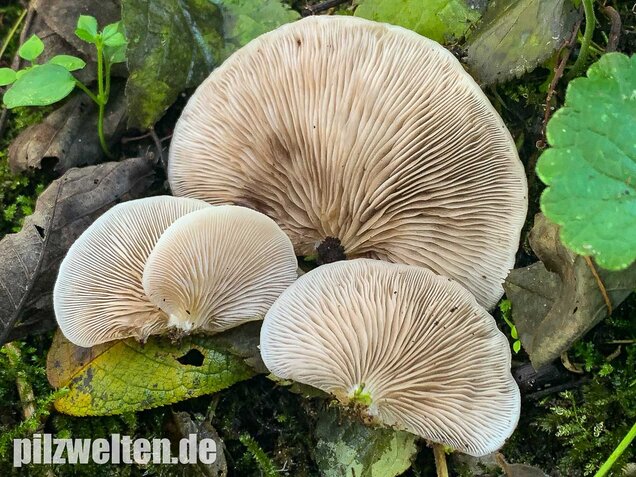 Gallertfleischiges Stummelfüßchen, Crepidotus mollis