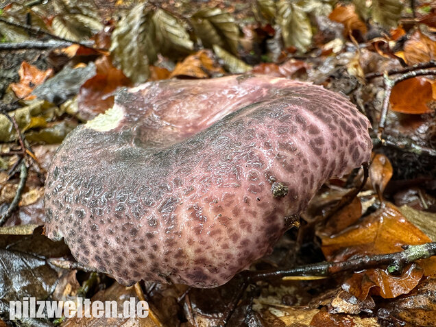Gefelderter Frauentäubling, Rissiger Frauentäubling, Russula cutefracta