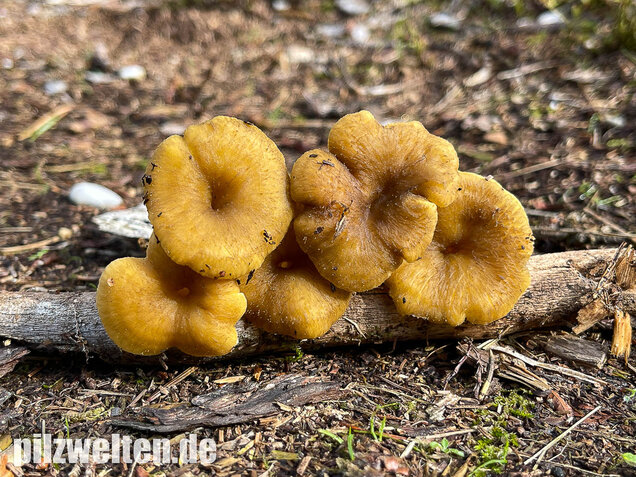 Trompetenpfifferling, Craterellus tubaeformis