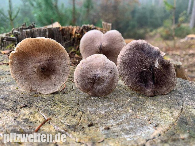 Gemeiner Erdritterling, Tricholoma terreum