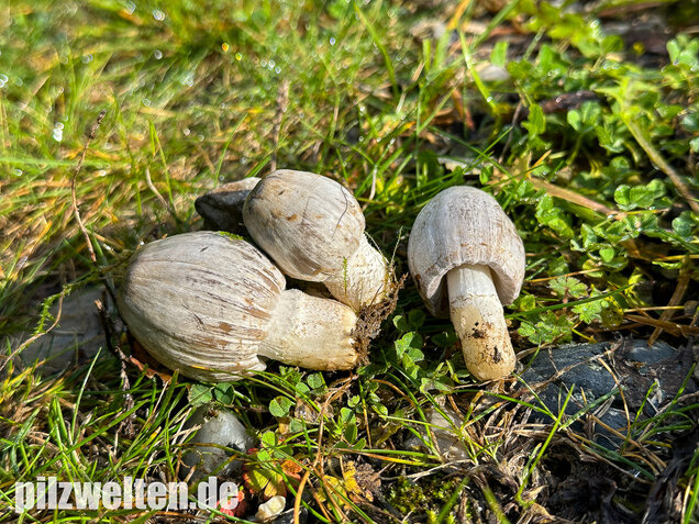 Grauer Faltentintling, Coprinopsis atramentaria