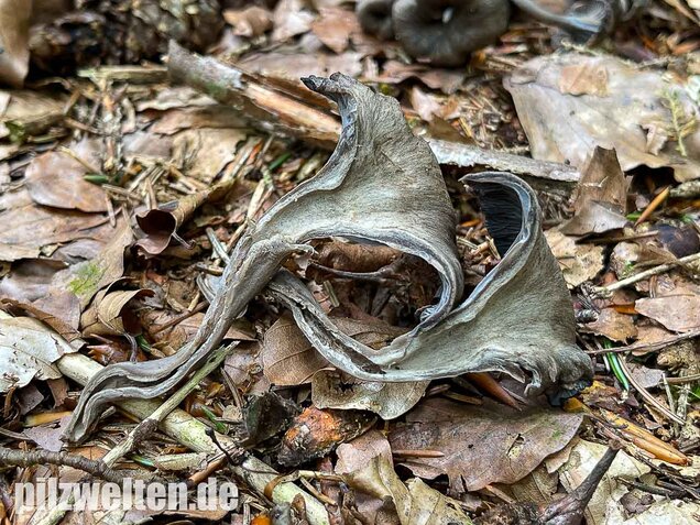 Grauer Pfifferling, Craterellus cinereus