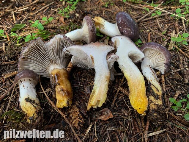 Großer Schmierling, Kuhmaul, Gomphidius glutinosus