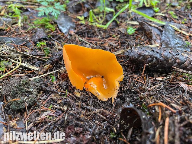 Orangebecherling, Aleuria aurantia