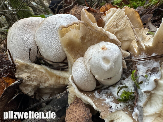 Parasitischer Scheidling, Volvariella surrecta