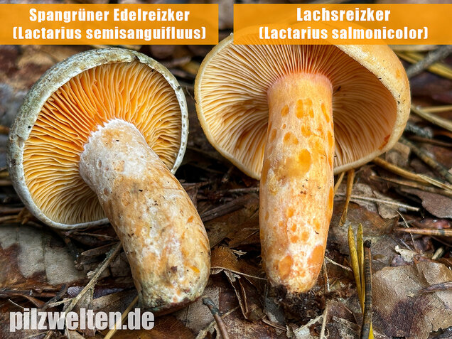 Lachsreizker, Lactarius salmonicolor