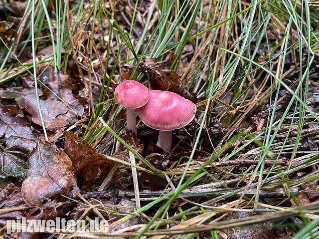Rosa Rettichhelmling, Mycena rosea