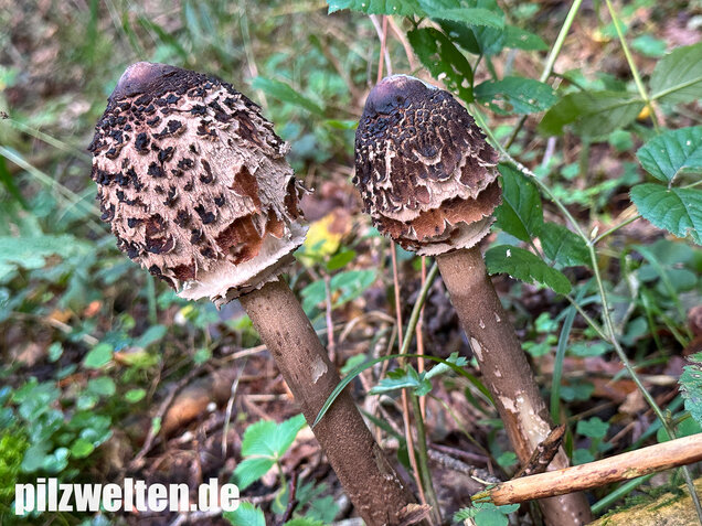 Rußbrauner Riesenschirmling, Düsterer Parasol, Macrolepiota procera var. fuliginosa