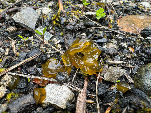 Sternenrotz, Sternenschnäutzer, Cyanobakterien, Nostoc