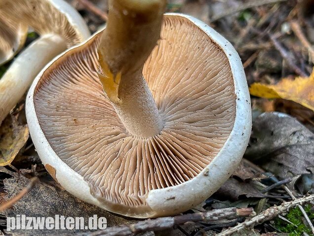 Tonblasser Fälbling, Hebeloma crustuliniforme
