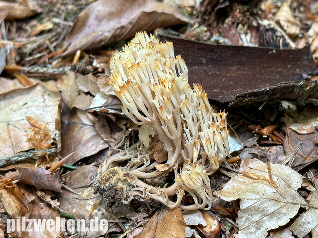 Verzweigte Becherkoralle, Artomyces pyxidatus