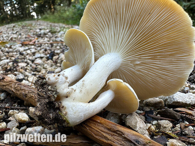 Weißer Büschelrasling, Leucocybe connata