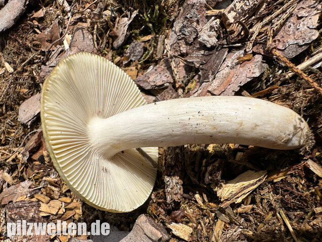 Weißstieliger Ockertäubling, Russula citrina / Russula violeipes var. citrina
