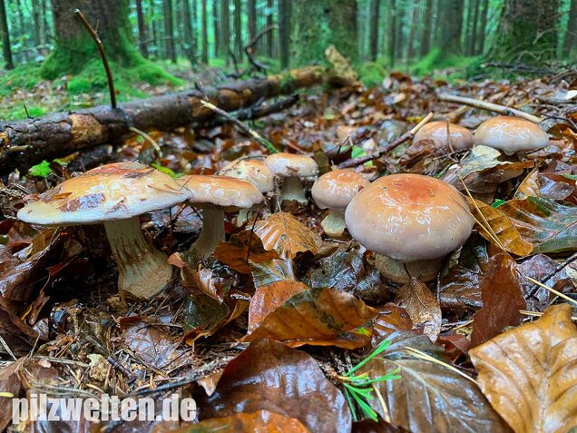 Anisklumpfuß, Cortinarius odorifer