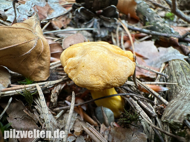 Bereifter Pfifferling, Blasser Nadelwaldpfifferling, Cantharellus subpruinosus