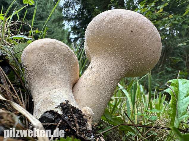 Beutelstäubling, Lycoperdon excipuliforme