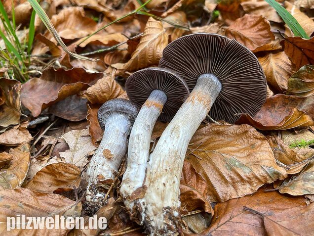 Bitterer Schleimkopf, Cortinarius infractus