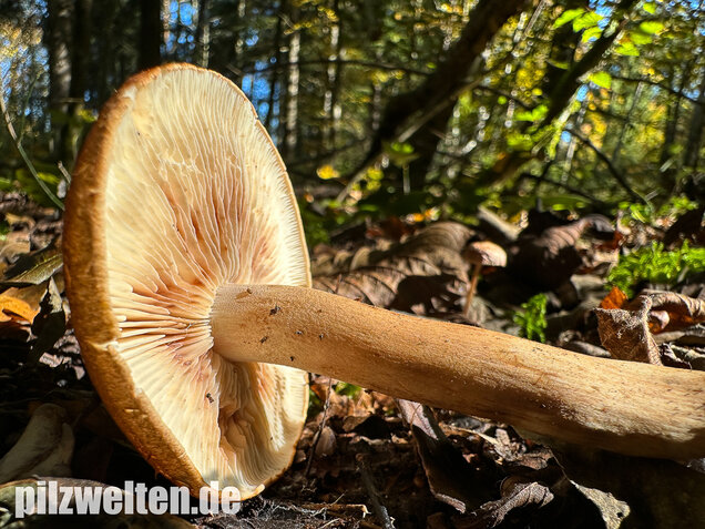 Braunschuppiger Ritterling, Feinschuppiger Ritterling, Tricholoma imbricatum
