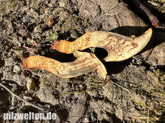 Erlengrübling, Gyrodon lividus