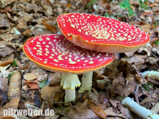 Fliegenpilz, Amanita muscaria