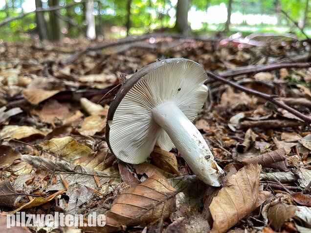 Frauentäubling, Russula cyanoxantha