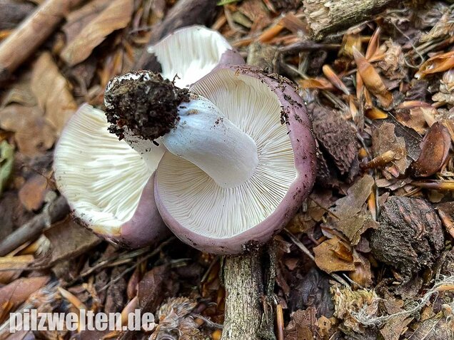 Frauentäubling, Russula cyanoxantha