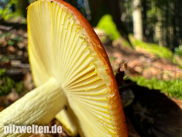 Goldtäubling, Russula aurea